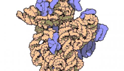Ribosomal RNA, the lens into life