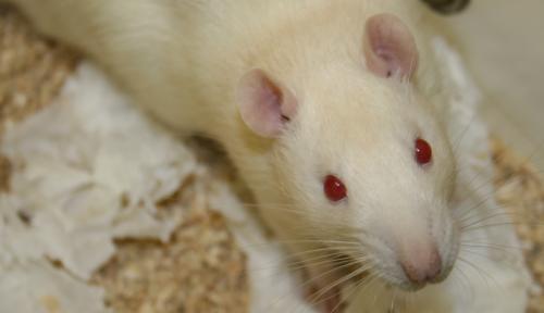 Characterization of the rat oral microbiome and the effects of dietary nitrate