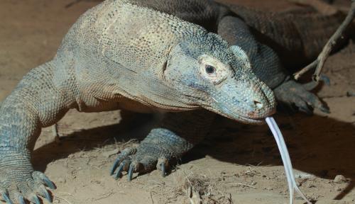 The Oral and Skin Microbiomes of Captive Komodo Dragons Are Significantly Shared with Their Habitat